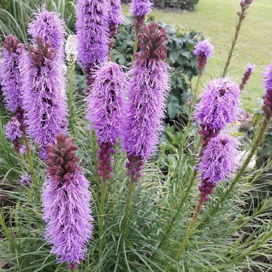 Liatris (Spicata) ‘Purple Blue‘