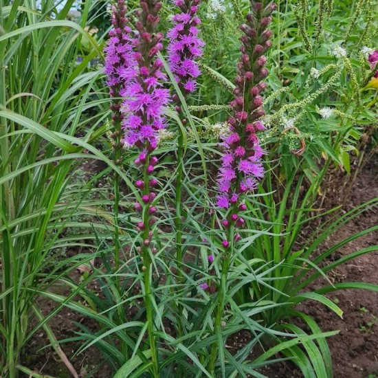 Liatris (Spicata) ‘Purple Blue‘