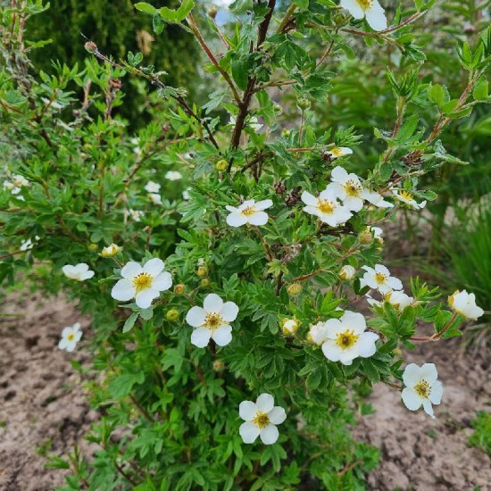 Sidabražolė (Potentilla fruticosa) 'Abbotswood'