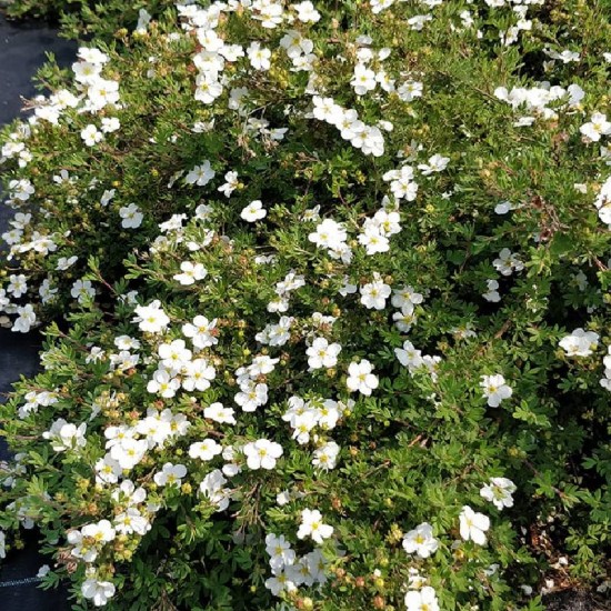 Sidabražolė (Potentilla fruticosa) 'Abbotswood'