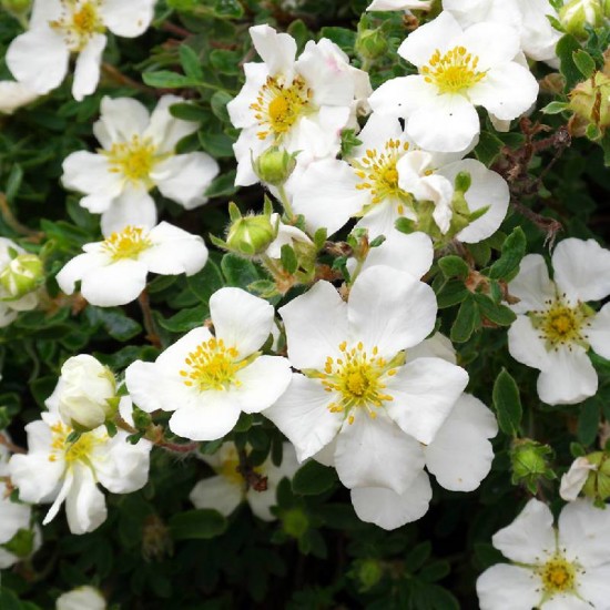 Sidabražolė (Potentilla fruticosa) 'Abbotswood'