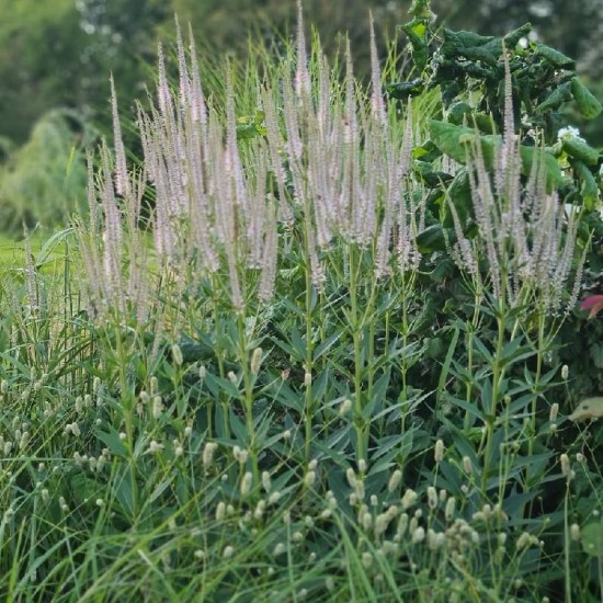Veronikūnas virgininis (Veronicastrum virginicum) 'Diane‘