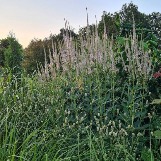 Veronikūnas virgininis (Veronicastrum virginicum) 'Diane‘