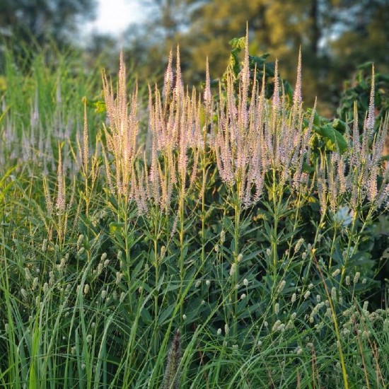 Veronikūnas virgininis (Veronicastrum virginicum) 'Diane‘