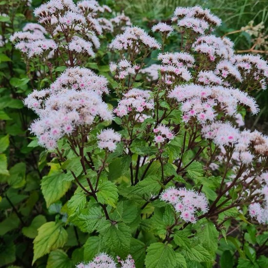 Kemeras ( Eupatorium ) 'Lucky Melody'