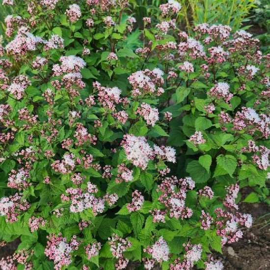Kemeras ( Eupatorium ) 'Lucky Melody'