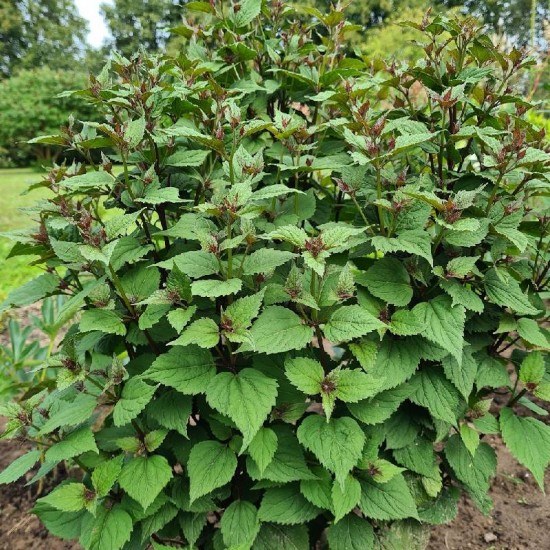 Kemeras ( Eupatorium ) 'Lucky Melody'