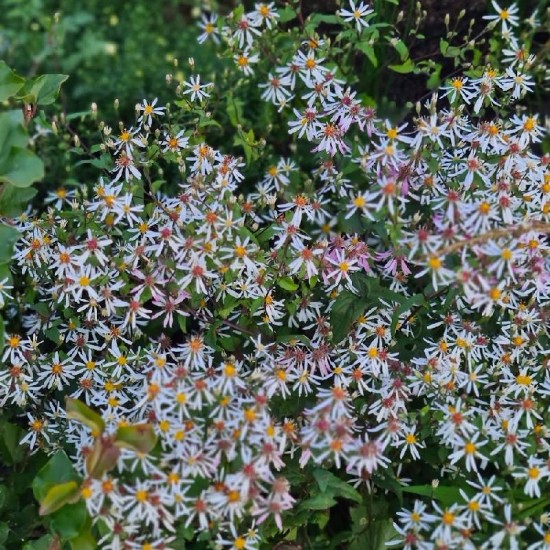 Astras skėstašakis ( Aster divaricatus) 'Eastern Star'