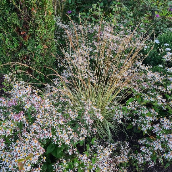 Astras skėstašakis ( Aster divaricatus) 'Eastern Star'