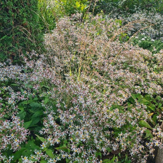 Astras skėstašakis ( Aster divaricatus) 'Eastern Star'