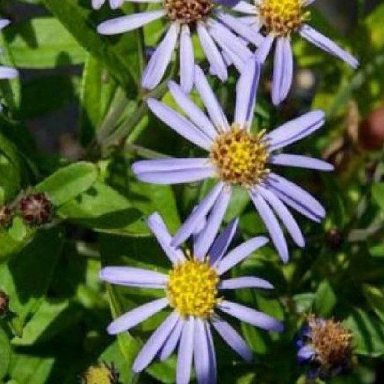 Kalimeris (Kalimeris incisa) 'Blue Nana'