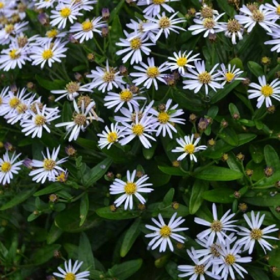 Kalimeris (Kalimeris incisa) 'Blue Nana'