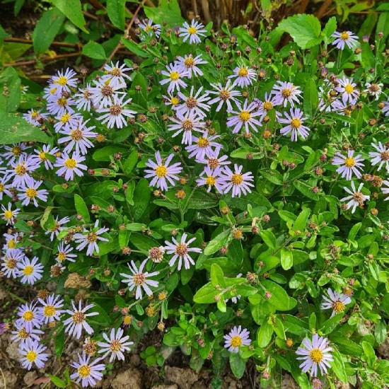 Kalimeris (Kalimeris incisa) 'Blue Nana'
