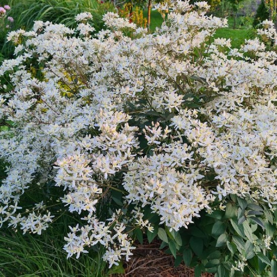 Raganė stačioji (Clematis recta) 'Purpurea'