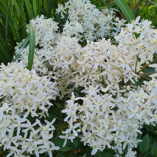 Raganė stačioji (Clematis recta) 'Purpurea'