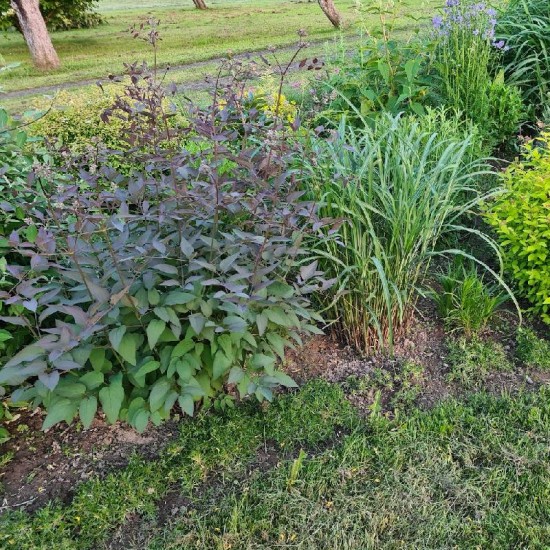 Raganė stačioji (Clematis recta) 'Purpurea'
