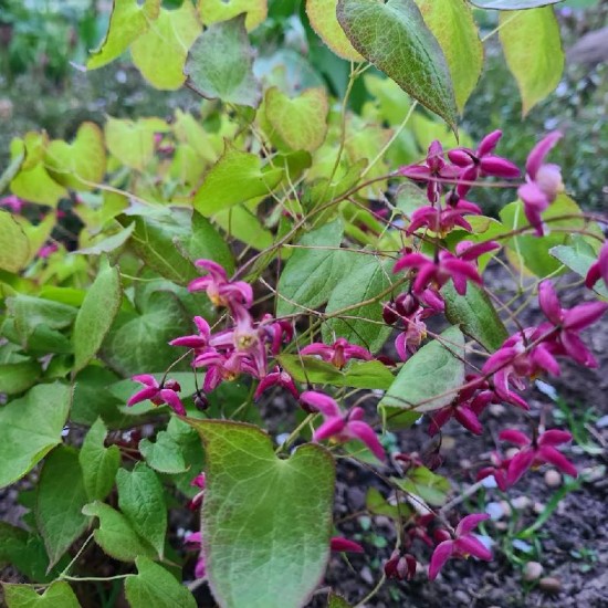 Epimedis raudonasis (Epimedium rubrum)