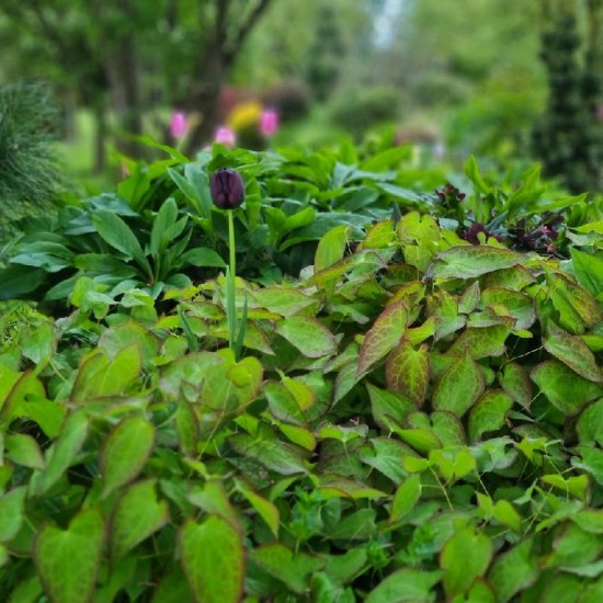 Epimedis raudonasis (Epimedium rubrum)