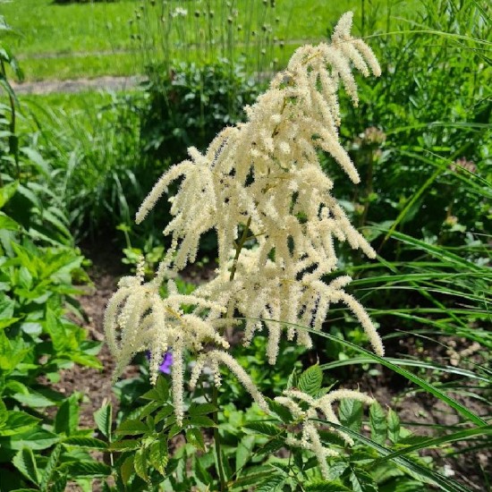 Arunkas paprastasis (Aruncus sylvestris)