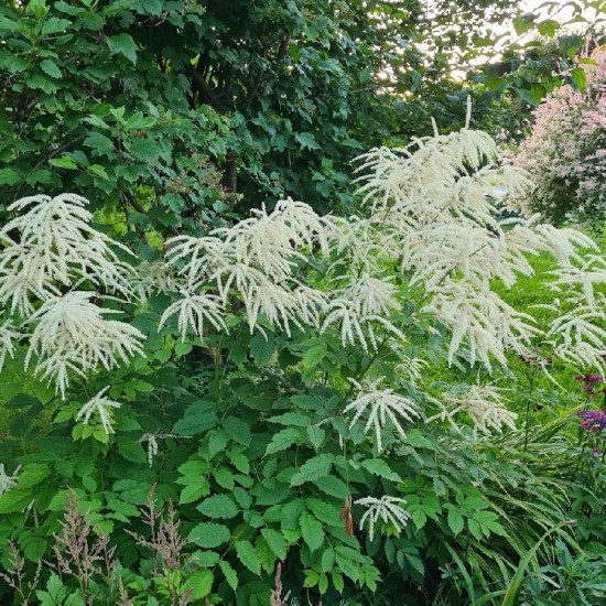 Arunkas paprastasis (Aruncus sylvestris)