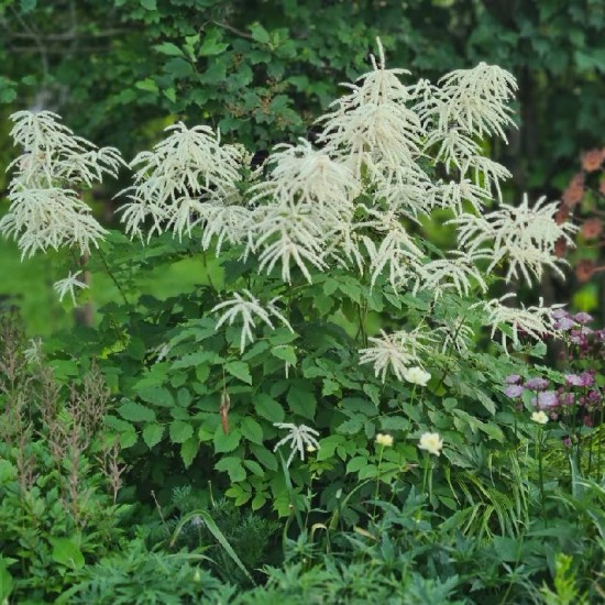 Arunkas paprastasis (Aruncus sylvestris)