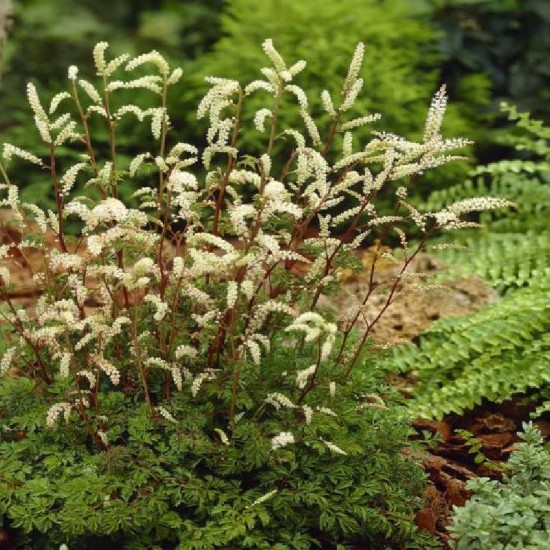 Arunkas paprastasis (Aruncus sylvestris)