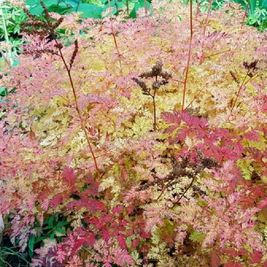 Arunkas paprastasis (Aruncus sylvestris)