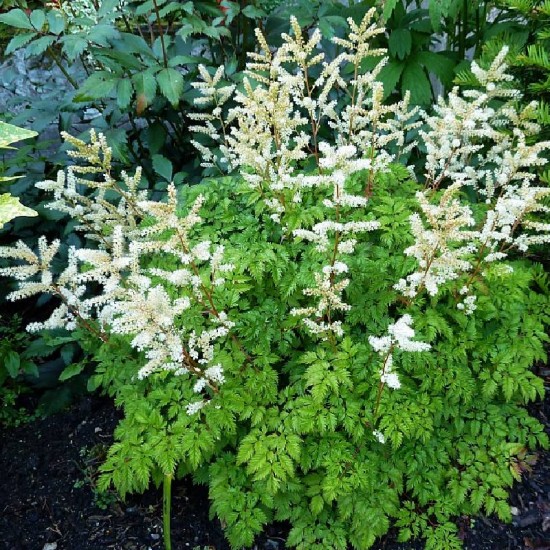 Arunkas paprastasis (Aruncus sylvestris)