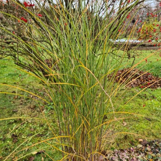 Kininis miskantas (Miscanthus sinensis) ‘Gracillimus‘