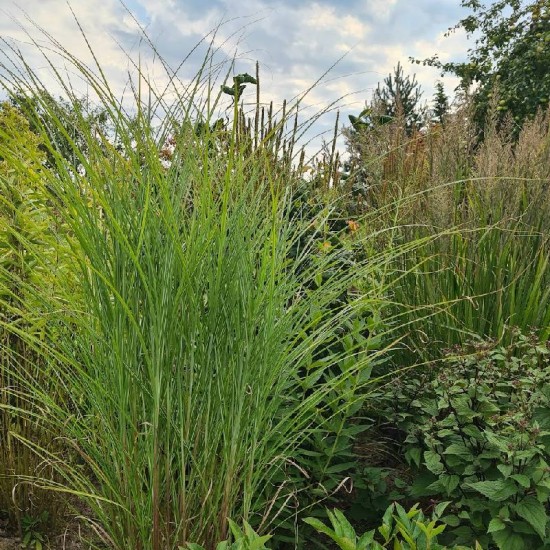 Kininis miskantas (Miscanthus sinensis) ‘Gracillimus‘