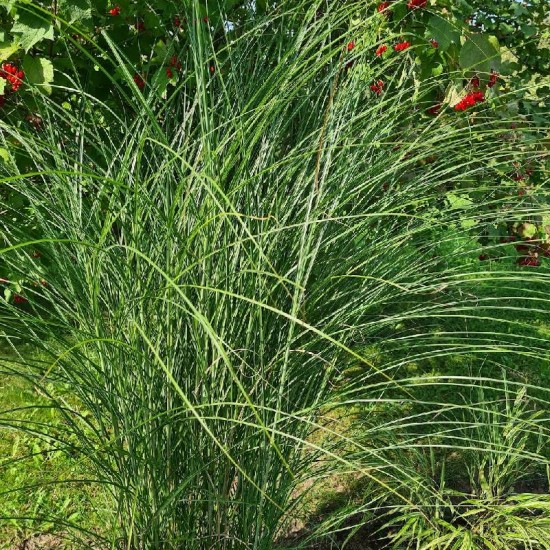 Kininis miskantas (Miscanthus sinensis) ‘Gracillimus‘