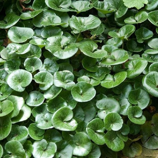 Pipirlapė europinė (Asarum europaeum)