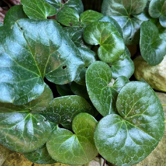 Pipirlapė europinė (Asarum europaeum)