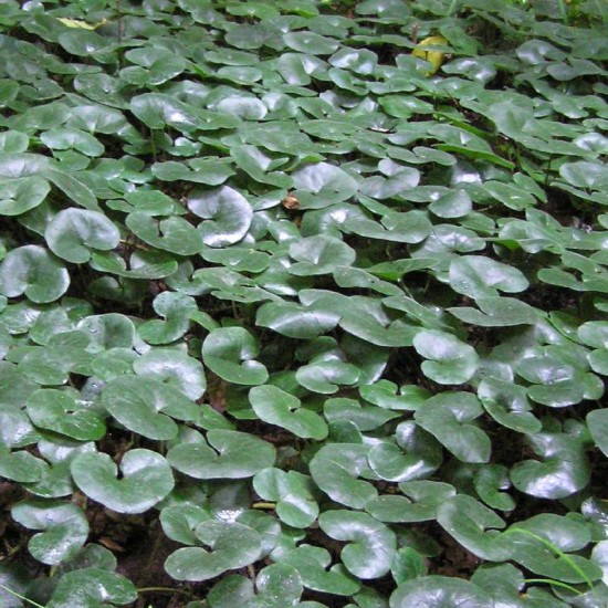 Pipirlapė europinė (Asarum europaeum)