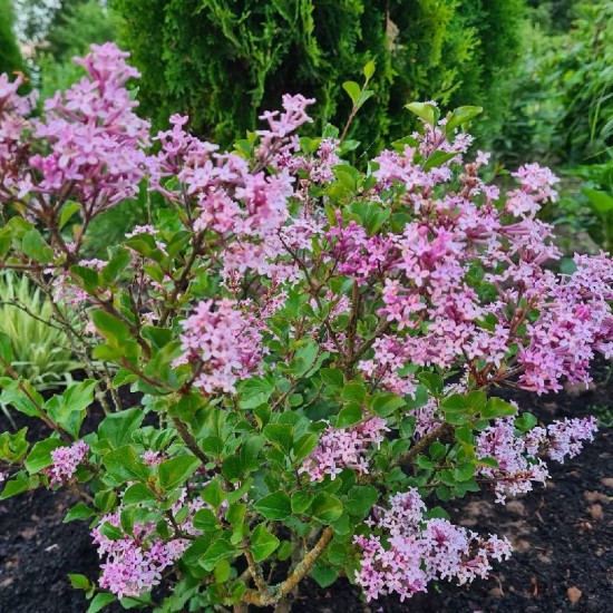 Alyva mejerio (Syringa meyeri) ‘Palibin’
