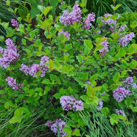 Alyva mejerio (Syringa meyeri) ‘Palibin’