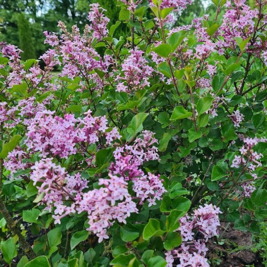 Alyva mejerio (Syringa meyeri) ‘Palibin’