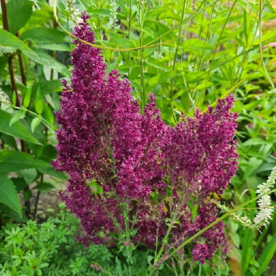 Šalavijas gojinis (Salvia nemorosa) ‘Schwellenburg’