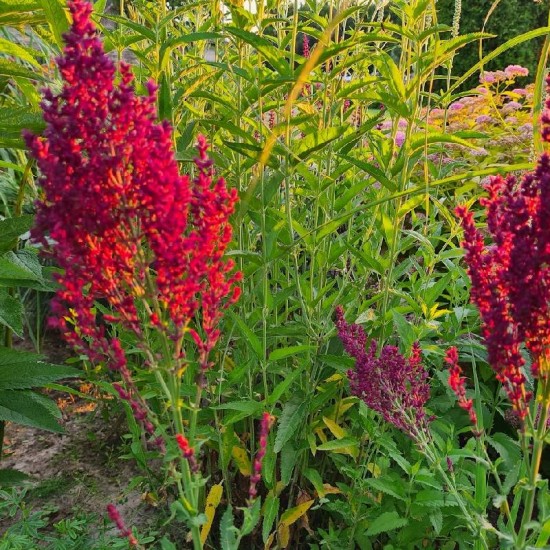 Šalavijas gojinis (Salvia nemorosa) ‘Schwellenburg’