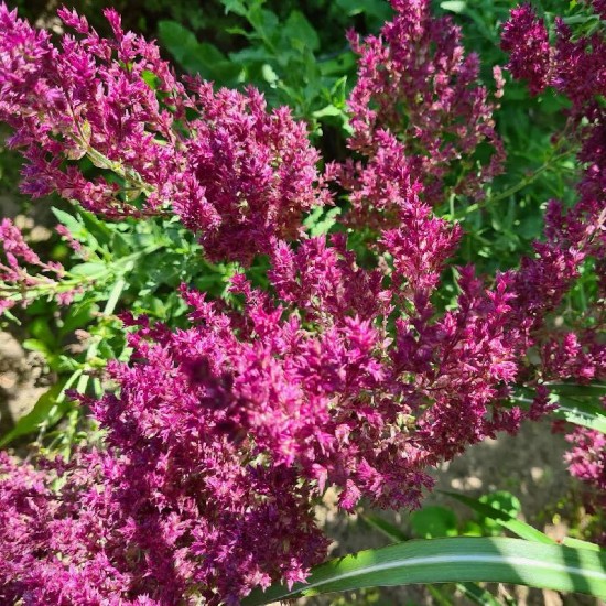 Šalavijas gojinis (Salvia nemorosa) ‘Schwellenburg’