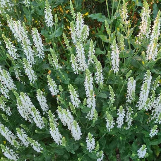 Šalavijas gojinis (Salvia nemorosa) ‘Adrian‘