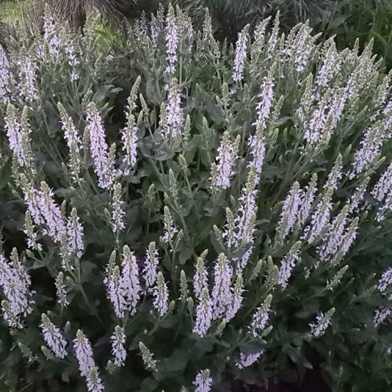 Šalavijas gojinis (Salvia nemorosa) ‘Adrian‘