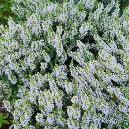 Šalavijas gojinis (Salvia nemorosa) ‘Adrian‘