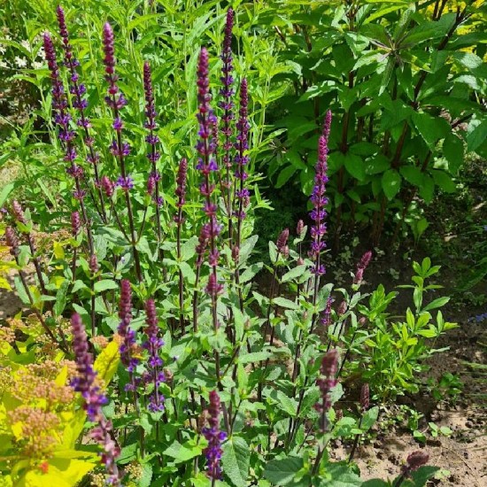 Šalavijas gojinis (Salvia nemorosa) ‘Caradonna‘