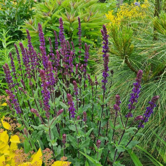 Šalavijas gojinis (Salvia nemorosa) ‘Caradonna‘