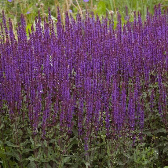 Šalavijas gojinis (Salvia nemorosa) ‘Caradonna‘