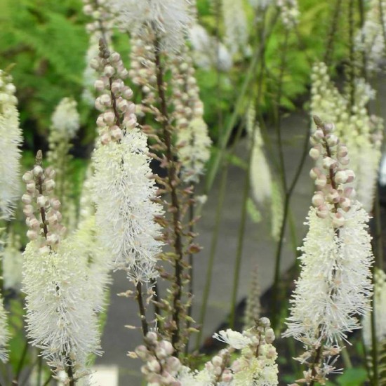 Blakėžudė širdžialapė (Cimicifuga cordifolia)