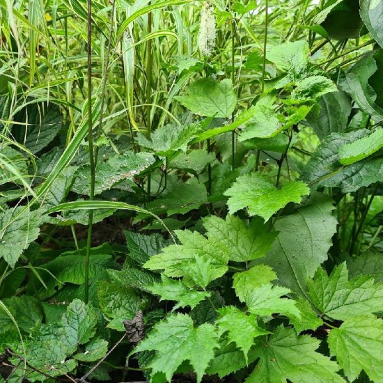Blakėžudė širdžialapė (Cimicifuga cordifolia)