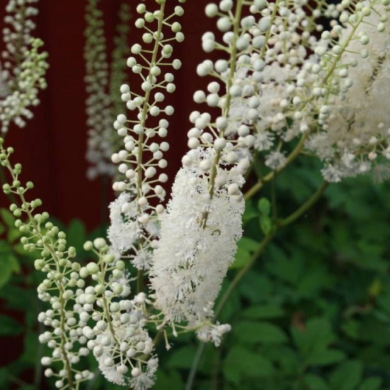 Blakėžudė širdžialapė (Cimicifuga cordifolia)