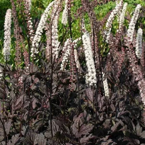 Blakėžudė paprastoji (Cimicifuga simplex) 'Black Negligee‘ (syn. Actaea)